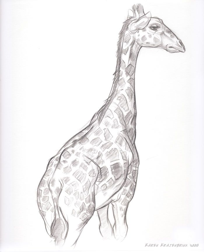 700x865 Drawing Giraffes Baby Giraffe Pencil Drawing Zoo Sketch Giraffe -.....