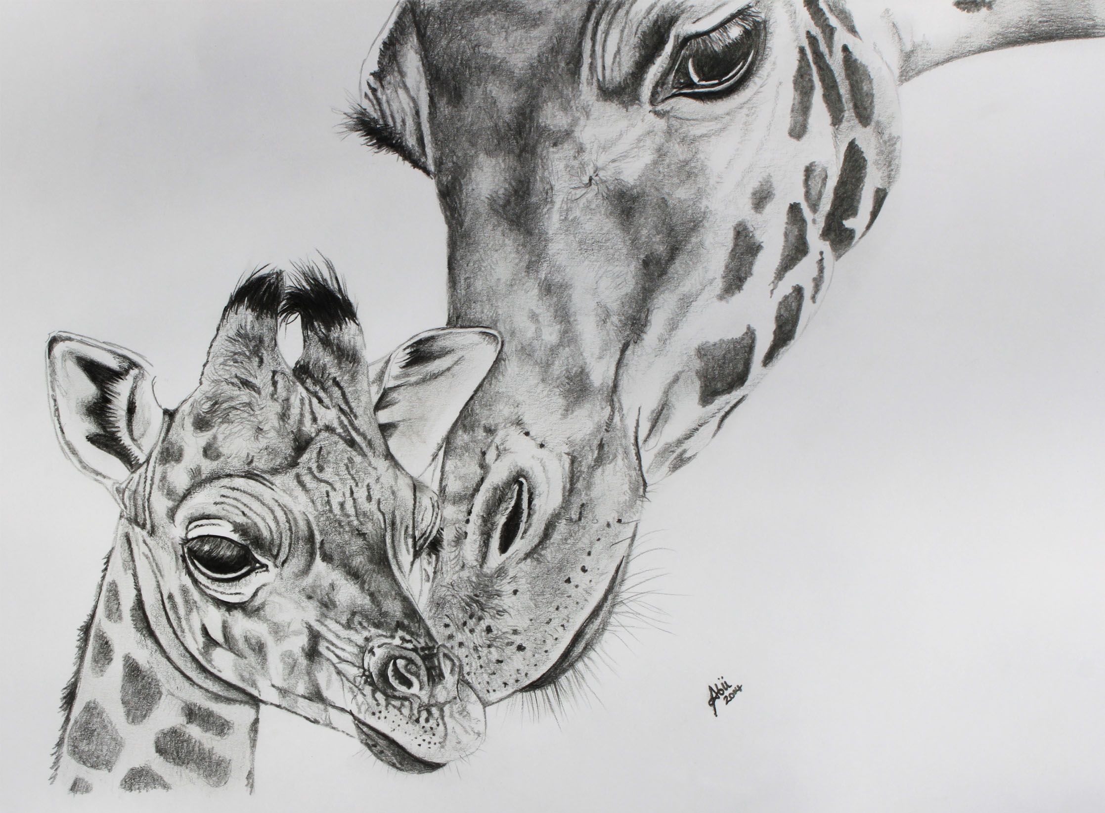 2235x1644 Drawing Giraffes Giraffe Face Drawing Giraffe Pencil Drawing - Giraffe Pencil Sketch