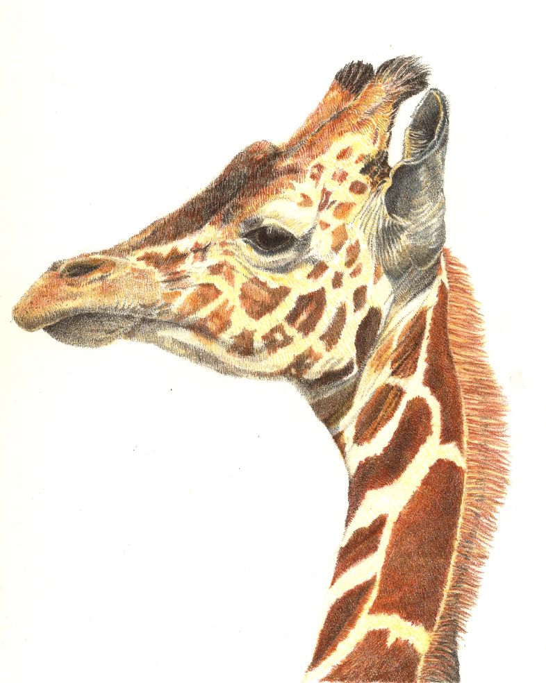Drawn Giraffe Pencil. 