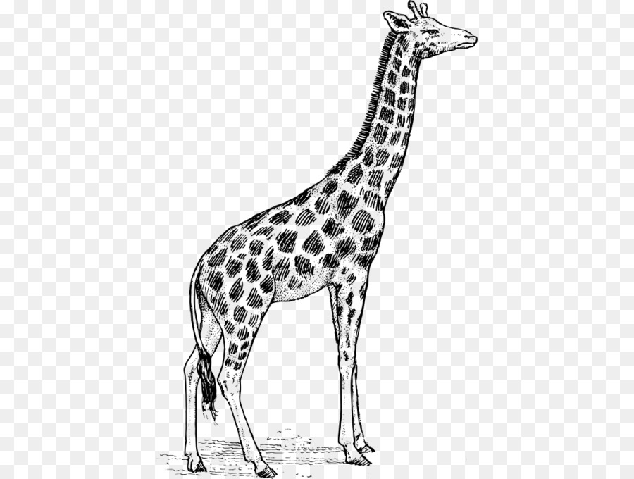900x680 Giraffe Drawing Clip Art - Giraffe Sketch