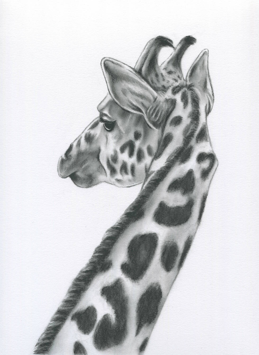 1093x1500 Giraffe Drawing Print Charcoal Giraffe Art 8x10 Etsy - Giraffe Sketch
