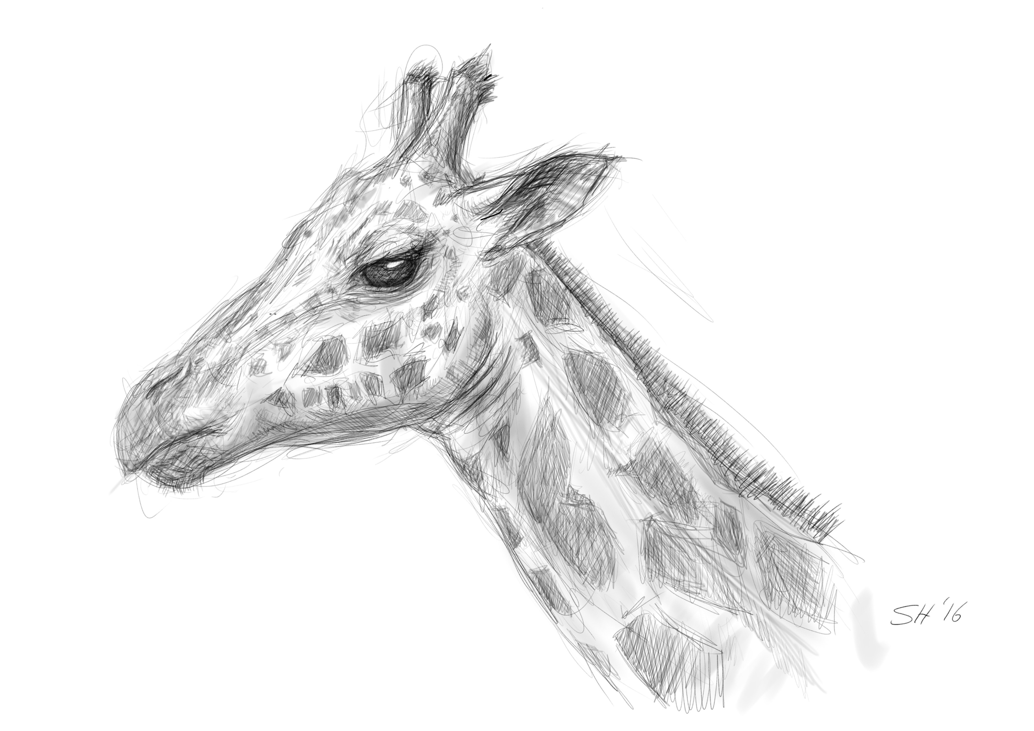 3508x2480 Giraffe Sketch Live Stuart Hogton - Giraffe Sketch