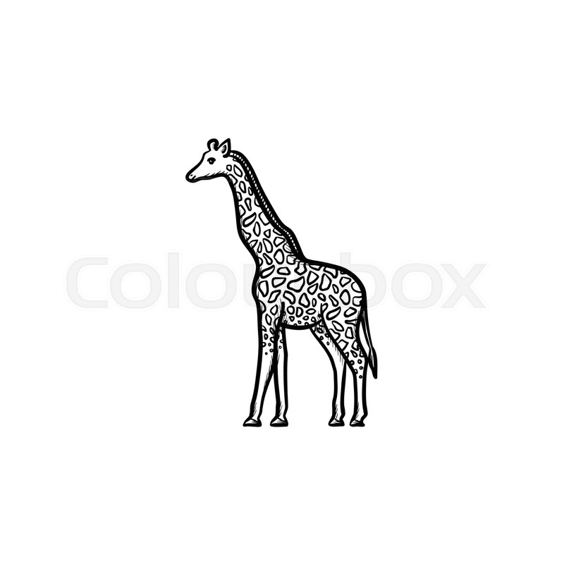 800x800 Vector Hand Drawn Giraffe Outline Doodle Icon. Giraffe Sketch - Giraffe Sketch