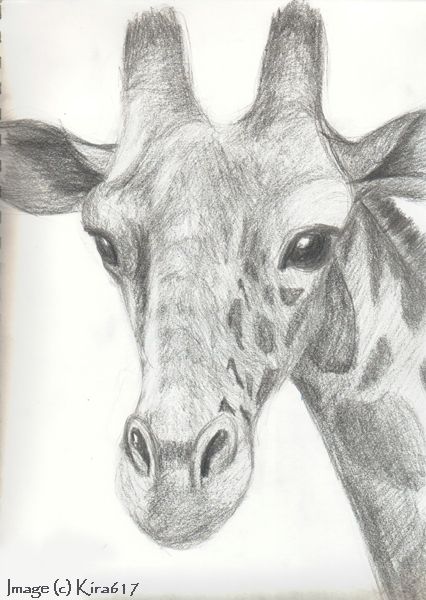 426x600 Drawing Giraffes Realistic Sketch Of A Giraffe Drawn A Couple - Giraffe Sketch