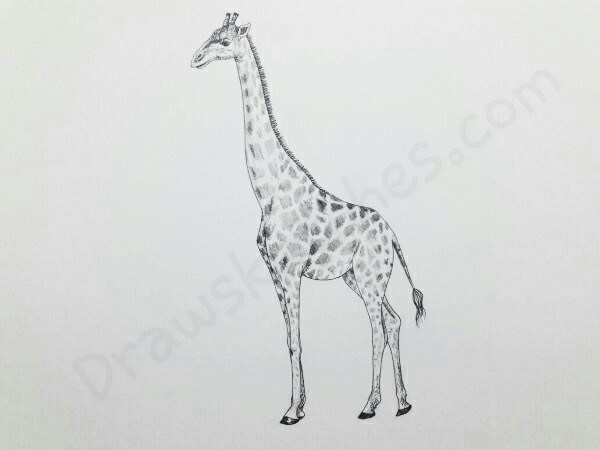600x450 How To Draw A Giraffe In A Few Easy And Detailed Steps With Pictures - Giraffe Sketch Easy