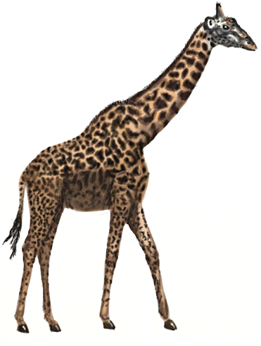 371x491 How To Draw A Giraffe - Giraffe Sketch Easy