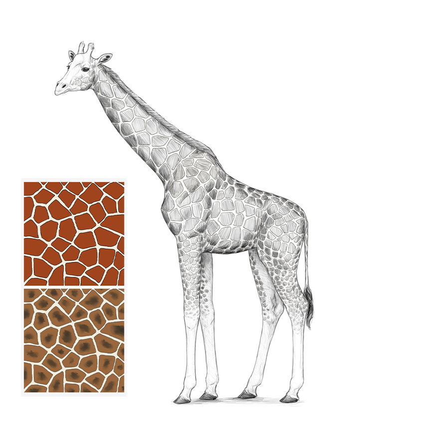 850x850 How To Draw A Giraffe And A Giraffe Pattern - Giraffe Sketch Easy