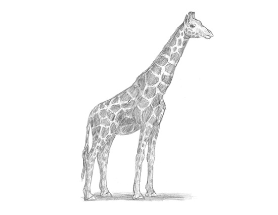 550x425 How To Draw A Giraffe - Giraffe Sketch Easy