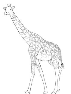 236x314 How To Draw A Realistic Giraffe Step By Step. Drawing Tutorials - Giraffe Sketch Easy