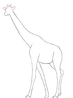 236x314 Line Drawing Of A Giraffe By Clare Willcocks My Sketchbook - Giraffe Sketch Easy