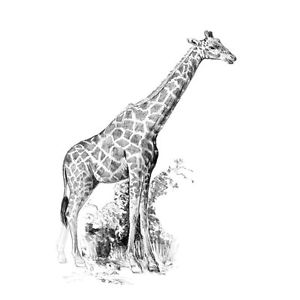 300x300 Mini Sketching Made Easy - Giraffe Sketch Easy