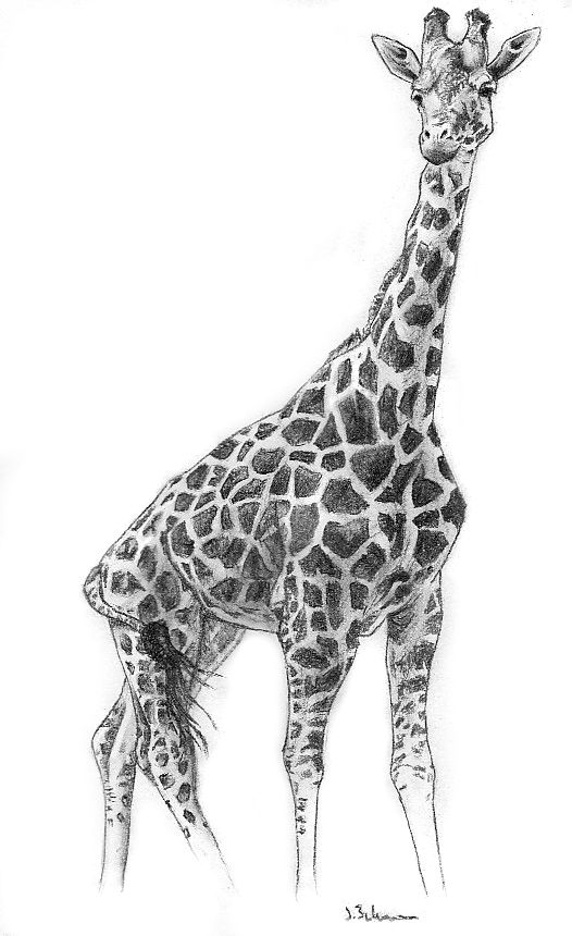 526x860 Giraffe Picture Drawing Drawing Skill - Giraffe Sketch Images