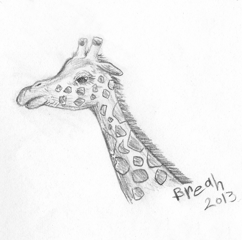 845x839 Giraffe Sketch Art By Breah - Giraffe Sketch Images