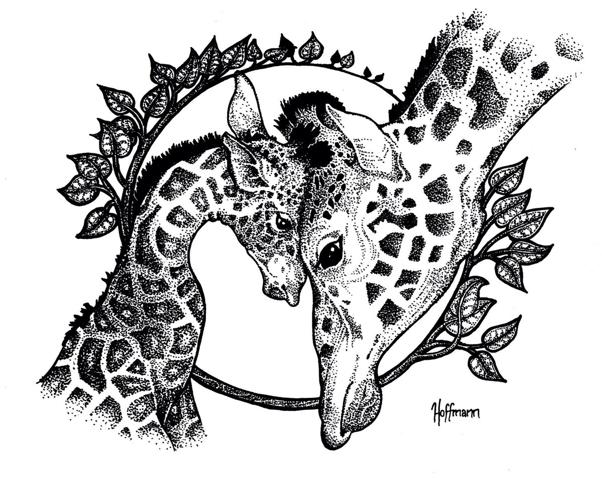 1200x954 Peter Hoffmann On Twitter My Giraffe Sketch. - Giraffe Sketch Images