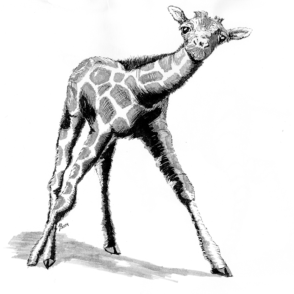 1024x1024 Sketch Baby Giraffe Nearsquare - Giraffe Sketch Images