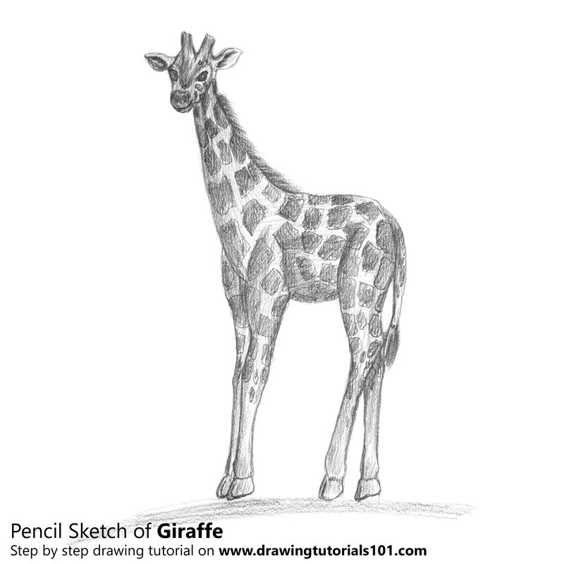 800x800 Giraffe Pencil Drawing - Giraffe Sketch Pictures