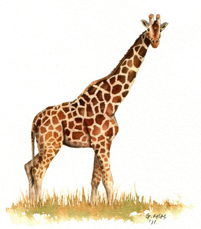 Giraffe Sketch Pictures at PaintingValley.com | Explore collection of ...