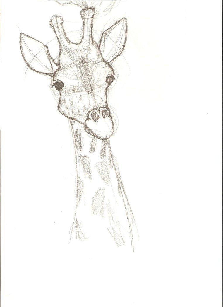 762x1048 Giraffe Sketch By Ava Lightwing 10 Day Observation - Giraffe Sketch Pictures
