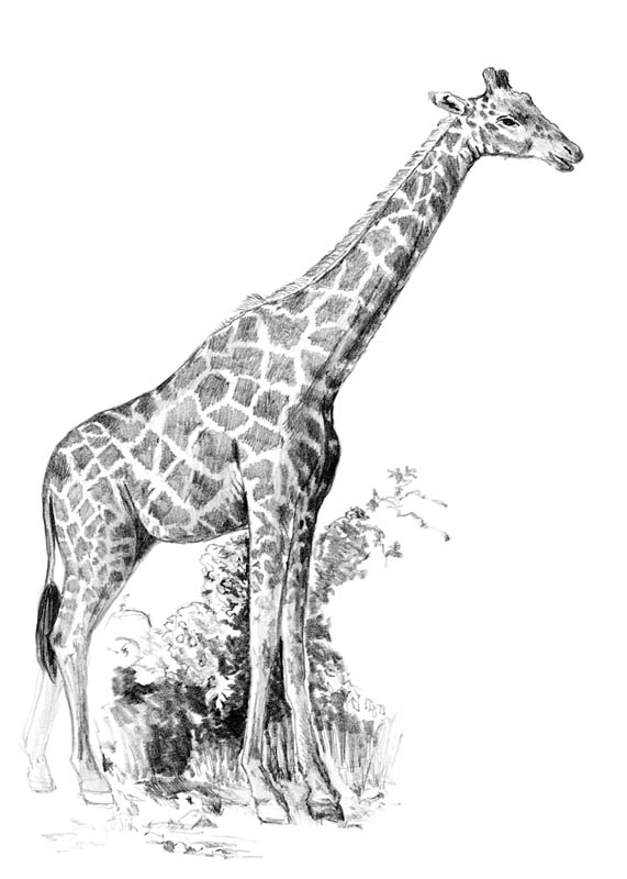 Giraffe Sketch Pictures at PaintingValley.com | Explore collection of ...