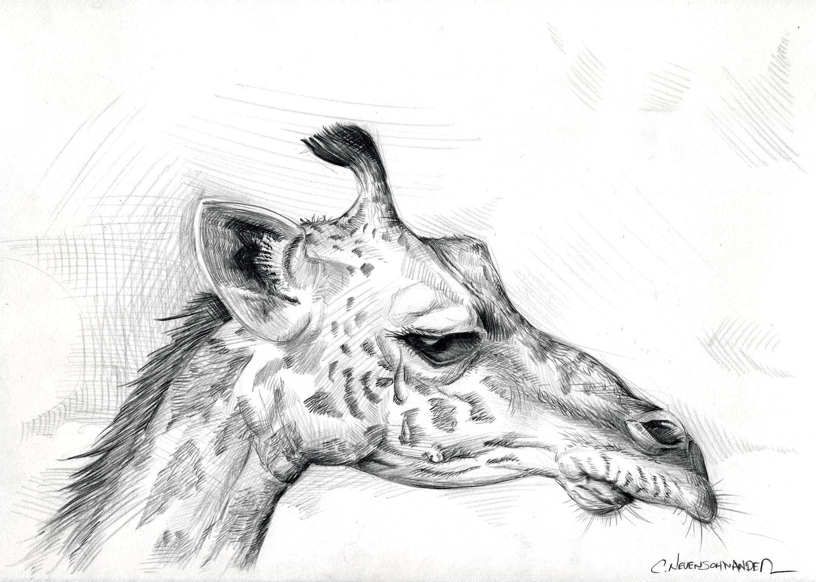 1600x1142 Art Of Chris Neuenschwander Giraffe Sketch - Giraffe Sketch Pictures