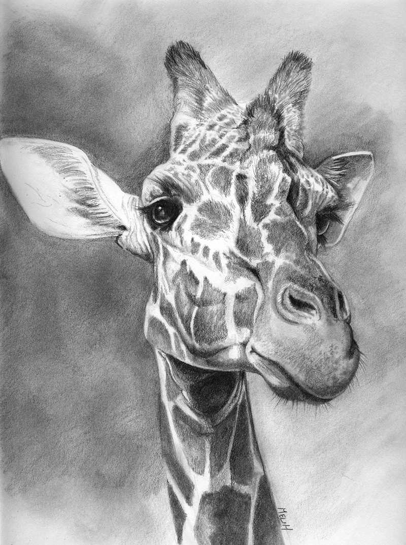 800x1073 Sketch 55 Giraffe Meli Hitchcock Illustration - Giraffe Sketch Pictures