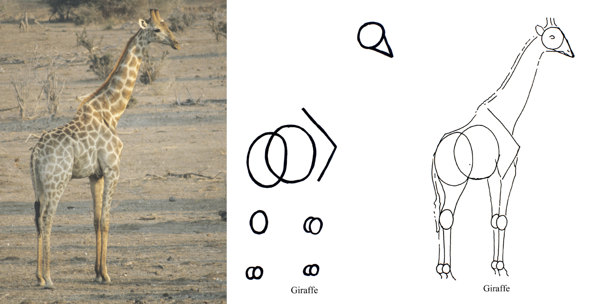 1199x618 Giraffe Archives - Giraffe Sketch Pictures