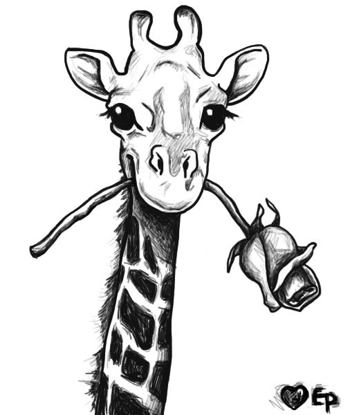 506x600 Giraffe Drawing - Giraffe Sketch Pictures