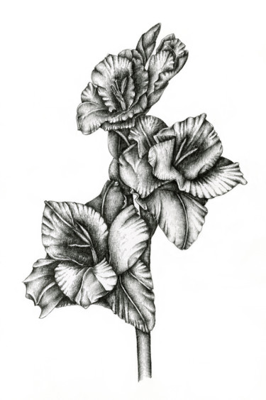 375x563 Gladiolus (Irina Laskin) - Gladiolus Flower Sketch