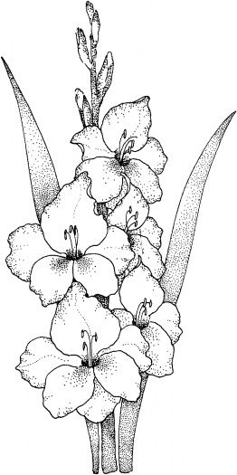262x525 Gladiolus 1 Coloring - Gladiolus Flower Sketch
