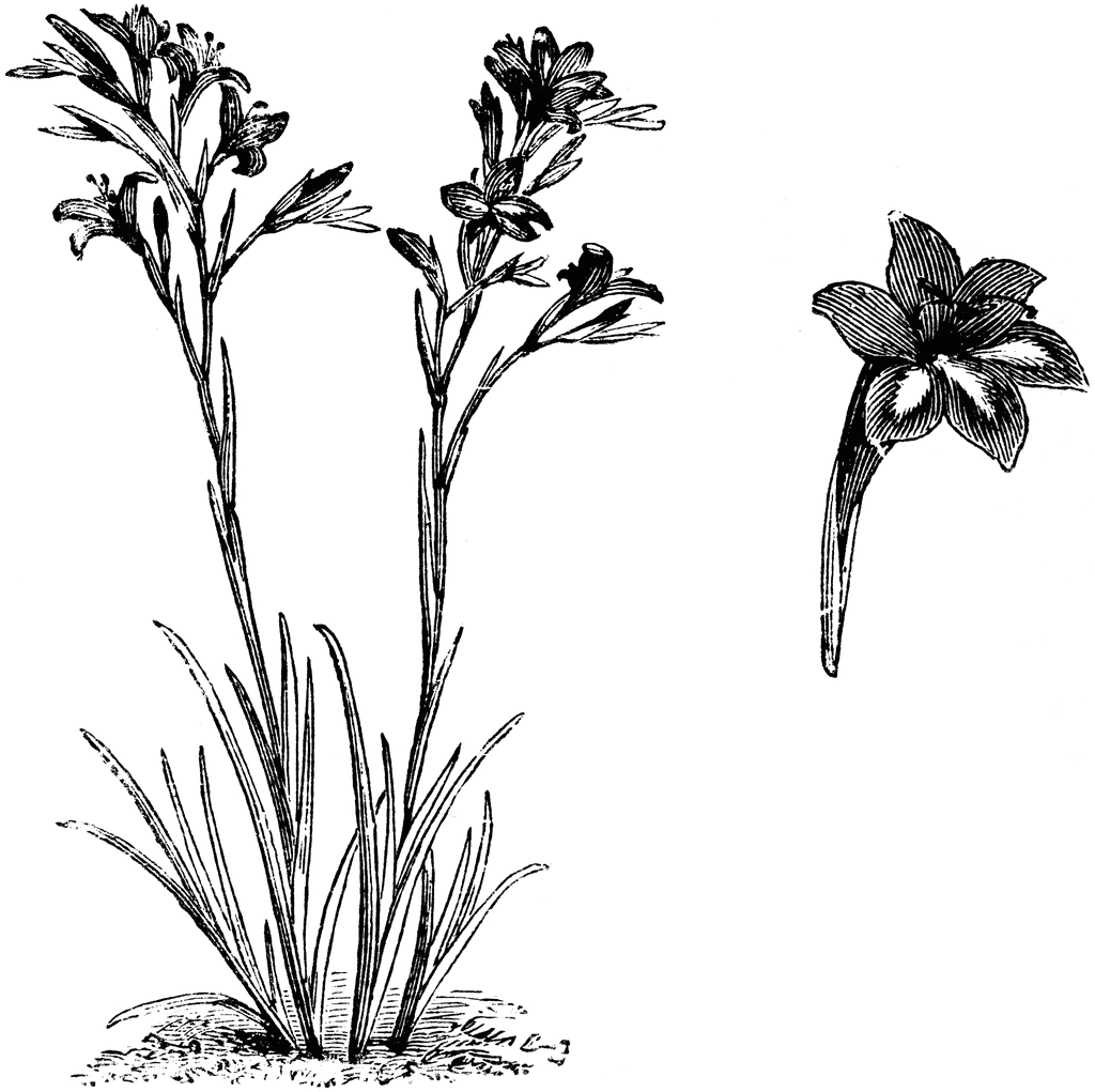 1024x1021 Gladiolus Coloring Pages 4 Flowers Of The Amicitias - Gladiolus Flower Sketch