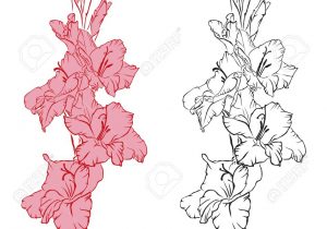 300x210 Gladiolus Flower Drawing Gladiolus Flower Drawing Gladiolus Flower - Gladiolus Flower Sketch