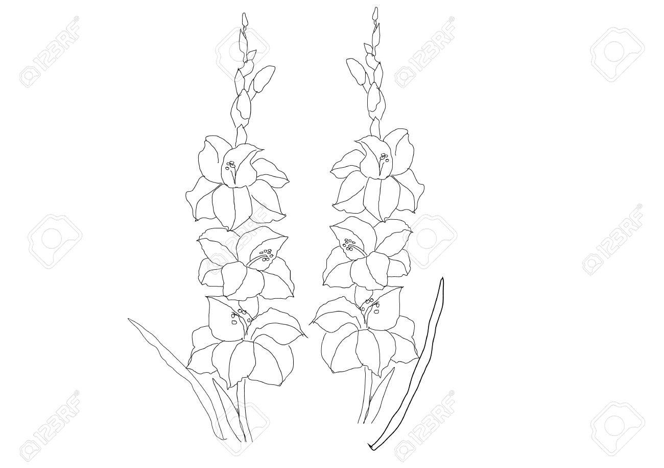 1300x918 Gladiolus Flower Drawing Gladiolus Flowers Line Drawing Vector - Gladiolus Flower Sketch