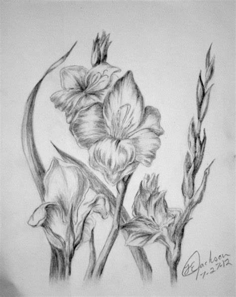 474x595 Gladiolus Flower Drawing. Gladiola Line Drawing Cladiolos - Gladiolus Flower Sketch