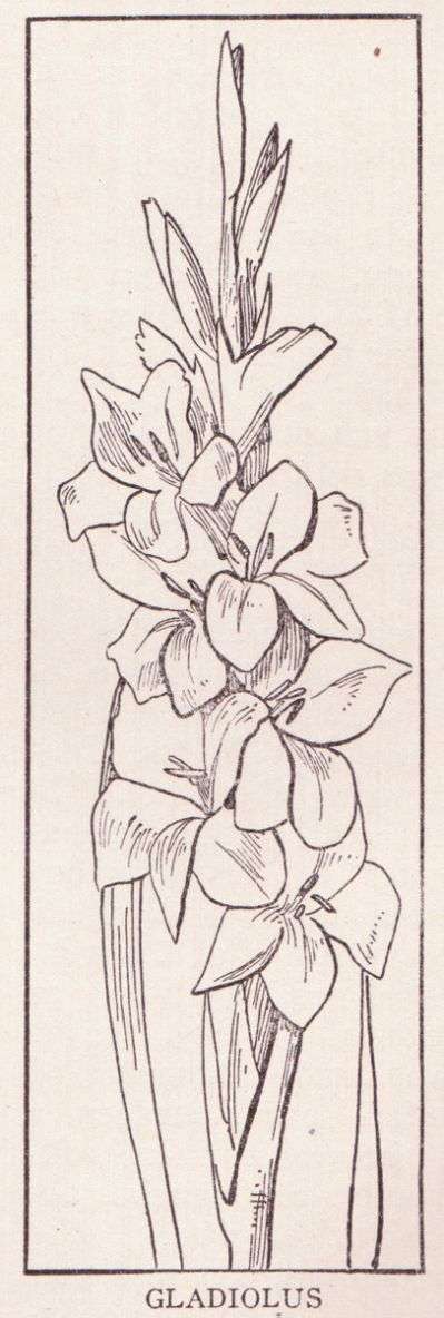 399x1184 Gladiolus Flower Pencil Drawing - Gladiolus Flower Sketch