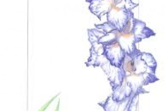 343x228 Gladiolus Flower Tattoo Designs - Gladiolus Flower Sketch