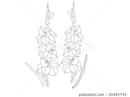 450x336 Gladiolus Flowers Line Drawing Back - Gladiolus Flower Sketch
