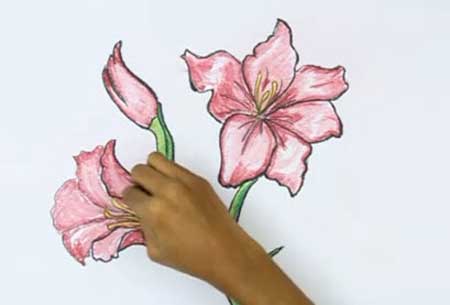 450x305 How To Draw A Gladiolus - Gladiolus Flower Sketch