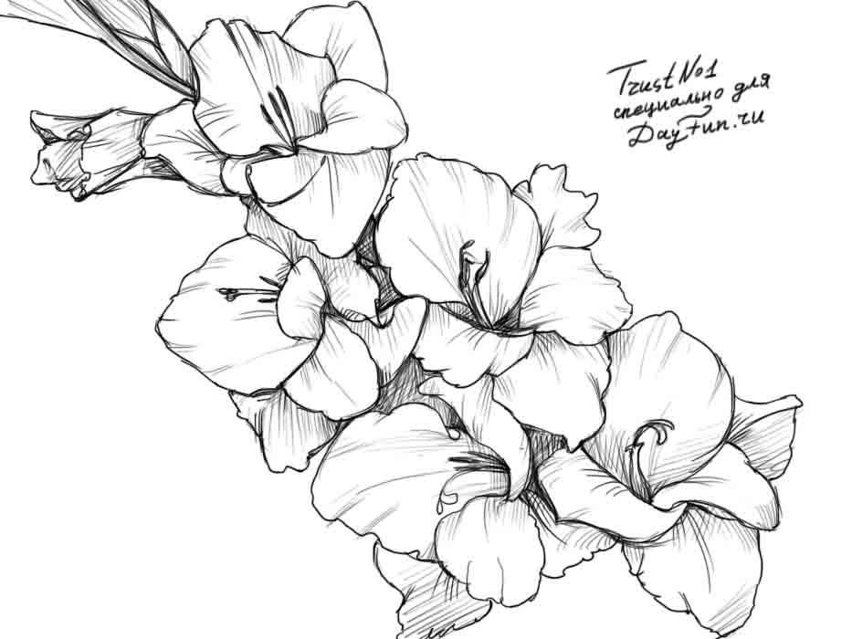 933x700 How To Draw A Gladiolus Step By Step 5 How To Draw - Gladiolus Flower Sketch