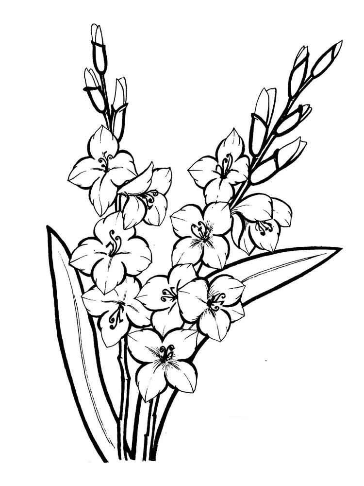 750x1000 Image Result For Gladiolus Flower Outline Inkskiii - Gladiolus Flower Sketch