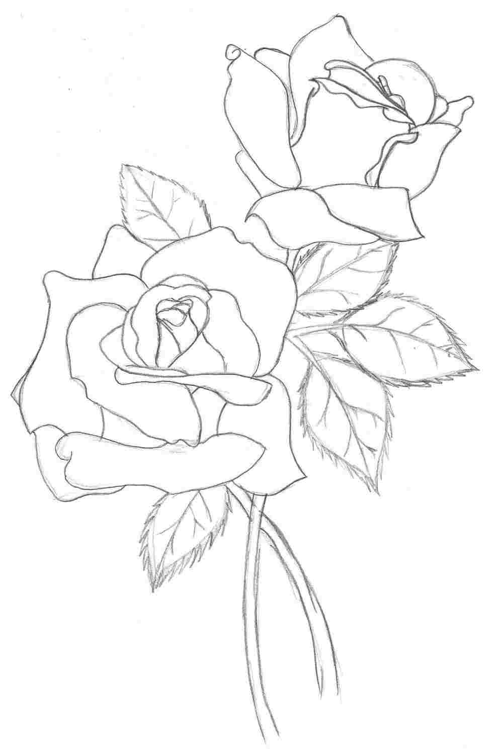 980x1489 Of Gladiolus Flower To Print U Color From The Gallery S And - Gladiolus Flower Sketch