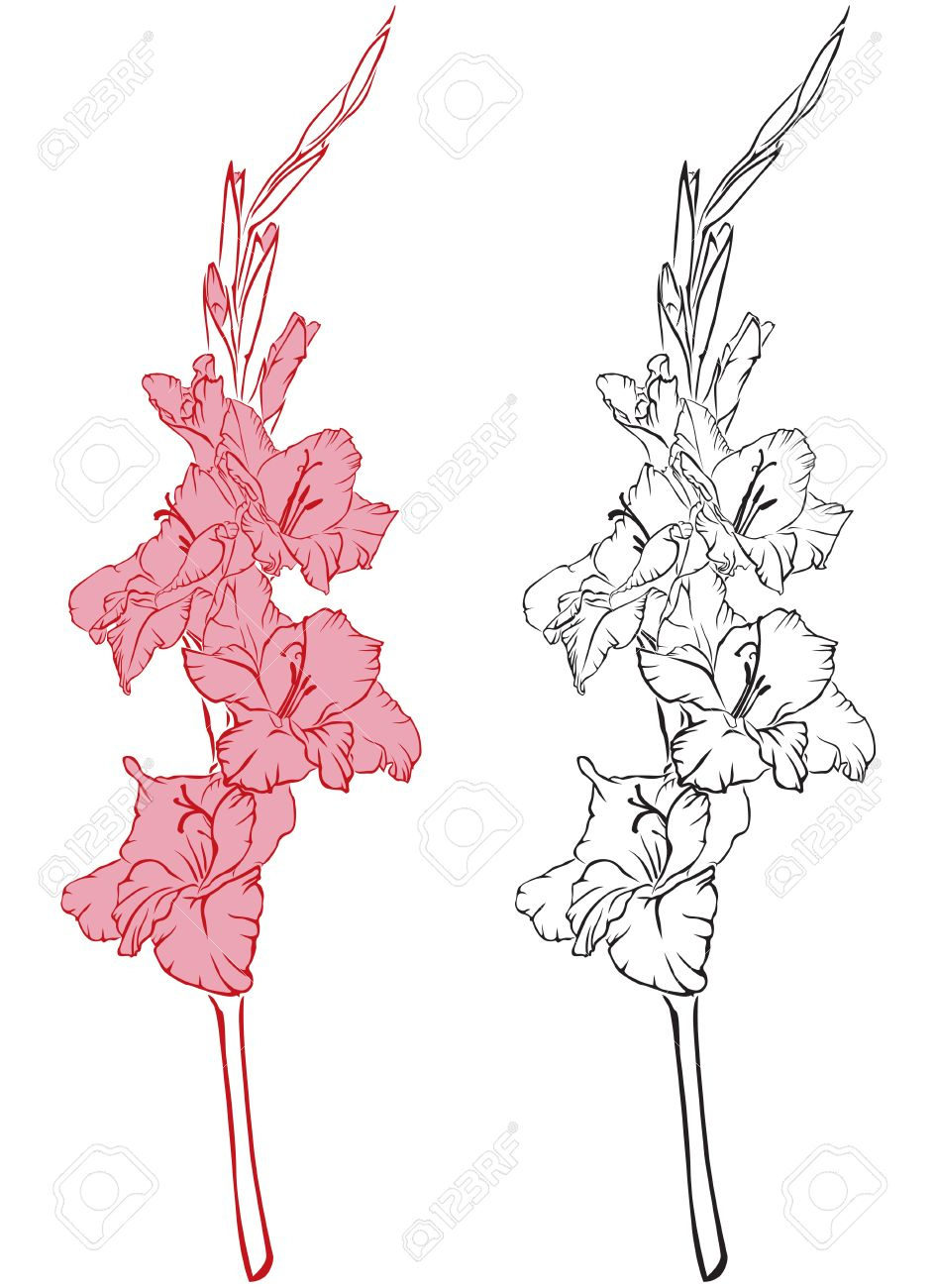 945x1300 Drawings Of Gladiolus Flowers Gladiolus Flower Drawing Gladiolus - Gladiolus Flower Sketch