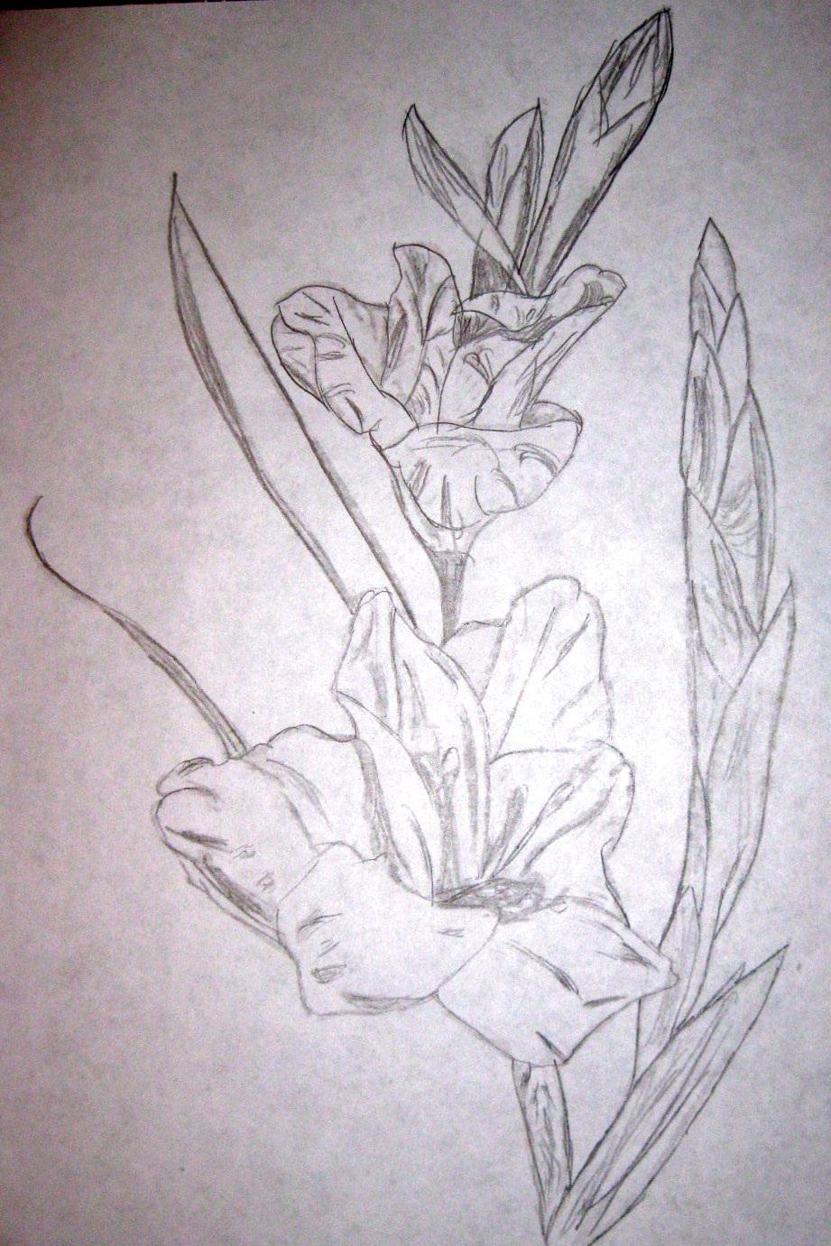 921x1381 Gladiolus Sketch By Mysterygrl Ro Nonie - Gladiolus Sketch