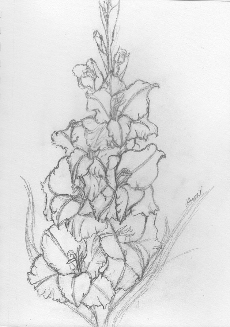 751x1065 Gladiolus By Pielady4 - Gladiolus Sketch
