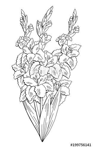 313x500 Gladiolus Flower Graphic Black White Isolated Bouquet Sketch - Gladiolus Sketch