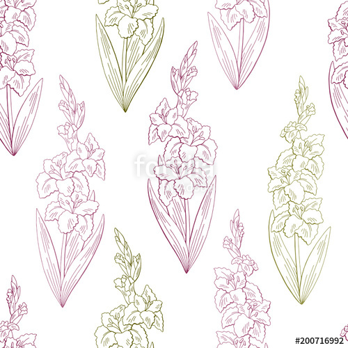 500x500 Gladiolus Flower Graphic Color Seamless Pattern Background Sketch - Gladiolus Sketch