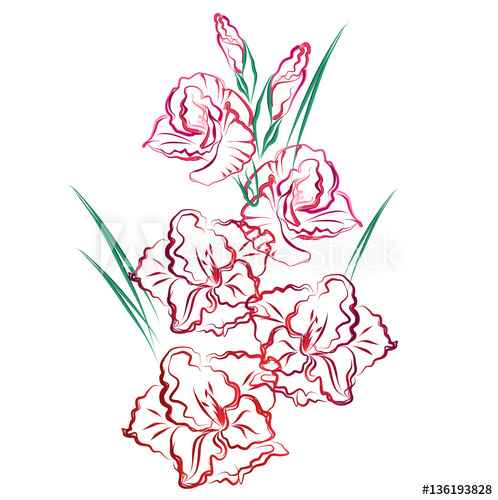 498x500 Gladiolus. Hand Drawn Stylized Color Vector Brush Sketch Of Red - Gladiolus Sketch