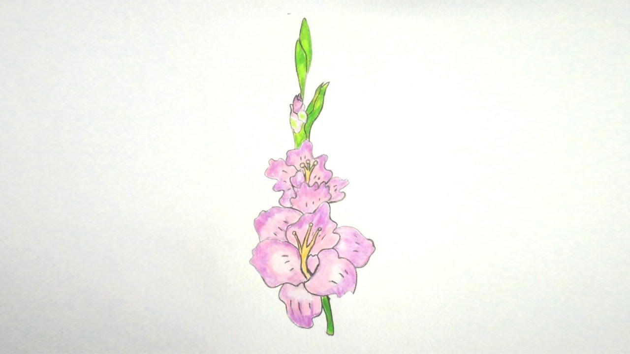1280x720 How To Draw Gladiolus Flower Step By Step Very Easy - Gladiolus Sketch