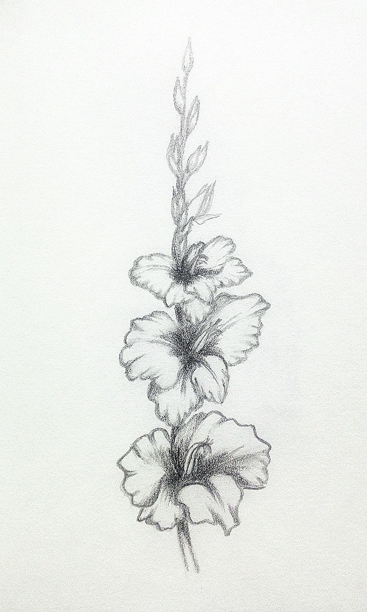 720x1200 My Practice - Gladiolus Sketch
