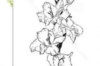 343x228 Flower Draw Tattoo - Gladiolus Sketch