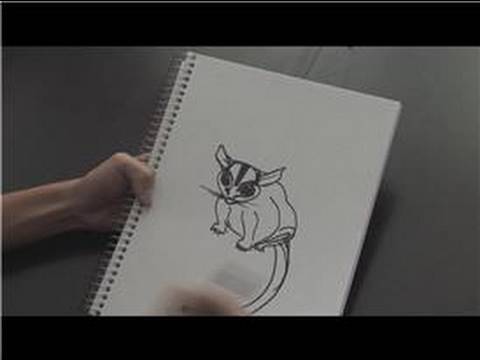 480x360 How To Draw How To Draw A Sugar Glider - Glider Sketch